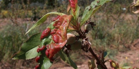 Uvijanje listova breskve: mjere kontrole i prevencije